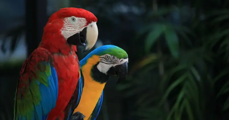 araras animais silvestre