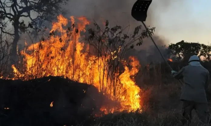 incendios_florestais queimadas ibama