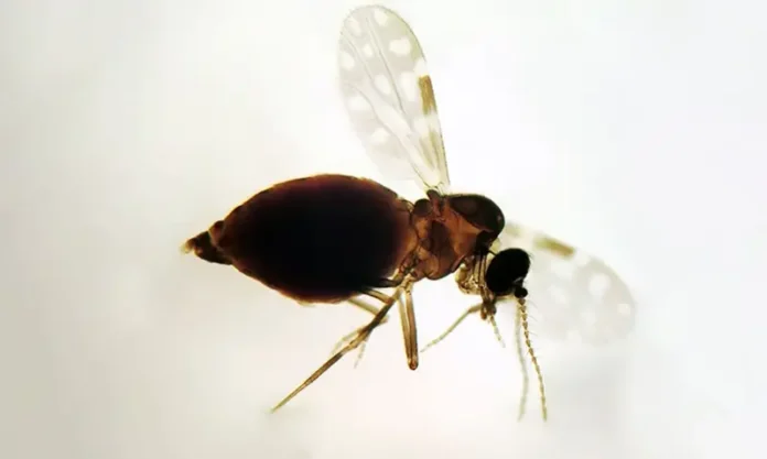 inseto mosquito febre ouropouche culicoides_paraensis_maruim_colecao_dentro