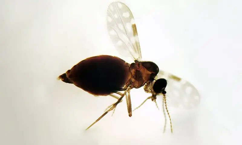 inseto mosquito febre ouropouche culicoides_paraensis_maruim_colecao_dentro