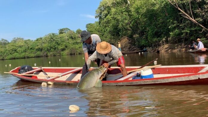 Pescadores Pirarucu, reserva manamirauá