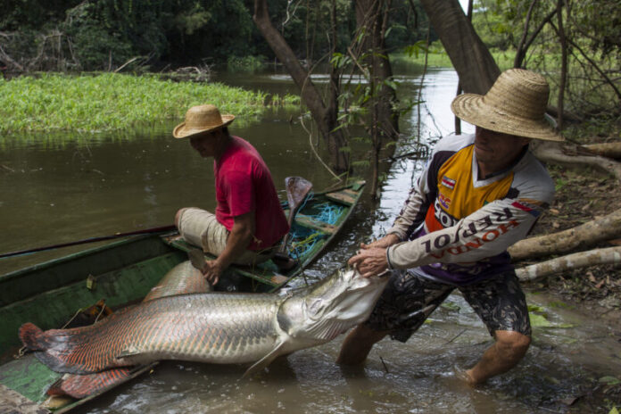 Pescadores Pirarucu, reserva manamirauá