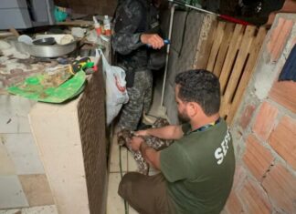 Mais de 20 animais são resgatados de canil clandestino em Manaus