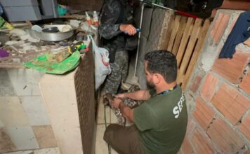 Mais de 20 animais são resgatados de canil clandestino em Manaus