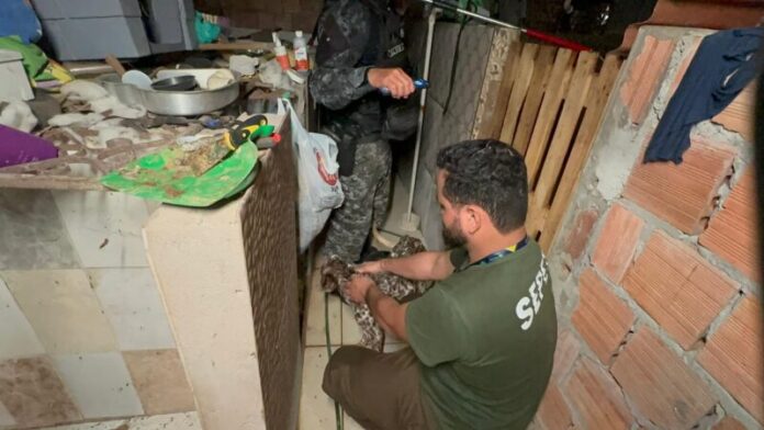 Divulgação_Sepet_Canil (2)