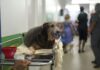 Hospital Público Veterinário do Amazonas realiza mais de 23 mil atendimentos em um mês
