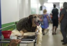 Hospital Público Veterinário do Amazonas realiza mais de 23 mil atendimentos em um mês