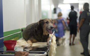 Hospital Público Veterinário do Amazonas realiza mais de 23 mil atendimentos em um mês