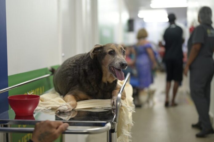 Divulgação_Sepet_Cão