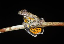 Anfíbios do Médio Solimões são protagonistas de evento científico