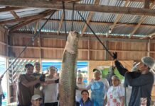 Pescadores de Maraã celebram primeira pesca manejada de pirarucu na RDS Amanã