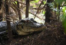 Estrutura Flutuante Revoluciona Manejo de Jacarés na Reserva Mamirauá