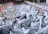 China retoma importações de frango brasileiro após fim de restrição sanitária