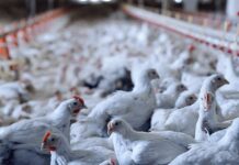 China retoma importações de frango brasileiro após fim de restrição sanitária