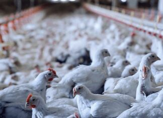 China retoma importações de frango brasileiro após fim de restrição sanitária