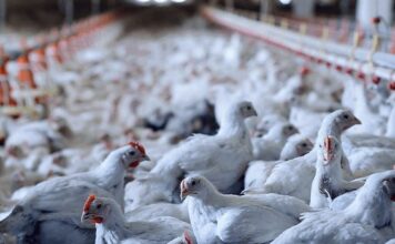 China retoma importações de frango brasileiro após fim de restrição sanitária