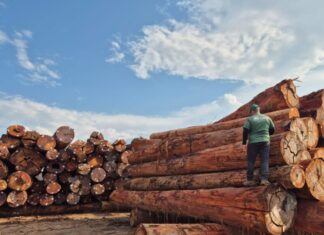 Em outubro, Ipaam libera mais de 300 mil metros cúbicos de madeira para produção legal no Amazonas