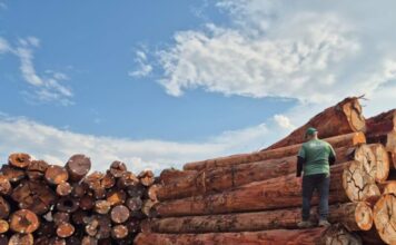 Em outubro, Ipaam libera mais de 300 mil metros cúbicos de madeira para produção legal no Amazonas