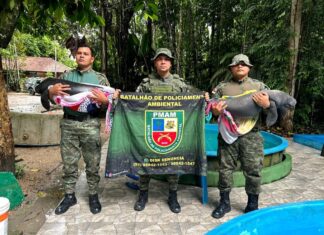 Dois filhotes de peixe-boi são resgatados com ferimentos em Codajás