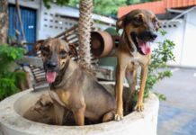 Programa “Ração do Meu Pet” abre cadastro para tutores de baixa renda em Manaus