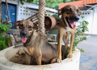 Programa “Ração do Meu Pet” abre cadastro para tutores de baixa renda em Manaus