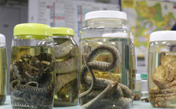 Amazonas registra alta de acidentes com animais peçonhentos e acende alerta