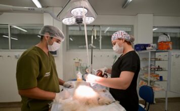 Hospital Público Veterinário do Amazonas supera 15 mil atendimentos em 100 dias
