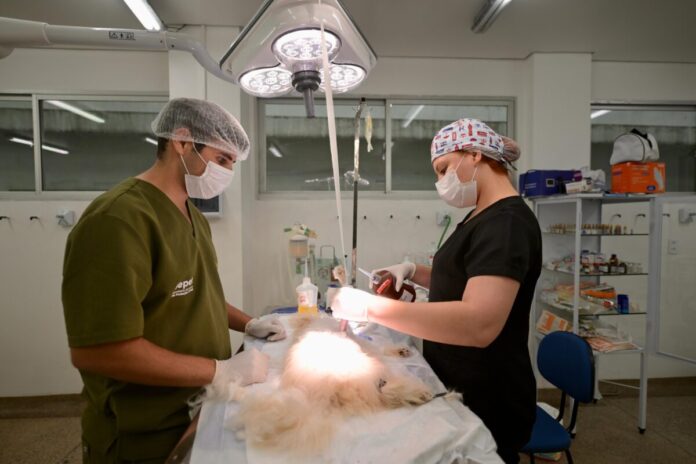 Cirurgia em cachorro Hospital Veterinário. Foto Joedi Porto