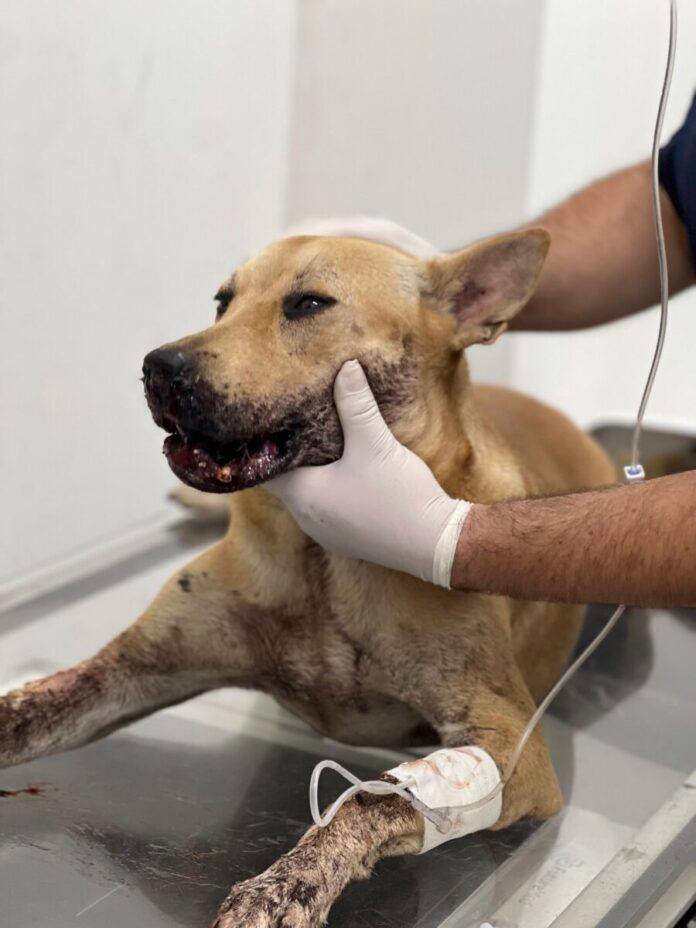 Sepet_Divulgação_Sepet (4)