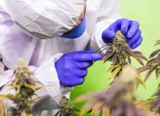 Anvisa avança na regulamentação da cannabis medicinal e discute novas regras no país