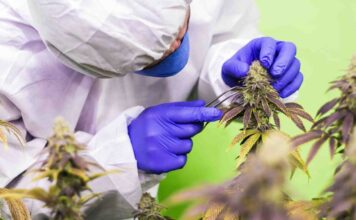 Anvisa avança na regulamentação da cannabis medicinal e discute novas regras no país