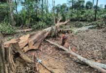 Operação desmobiliza ocupação e embarga área desmatada em Itacoatiara