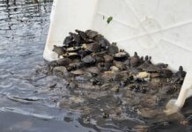 Reserva Igapó-Açu faz soltura de mais de 5 mil tracajás