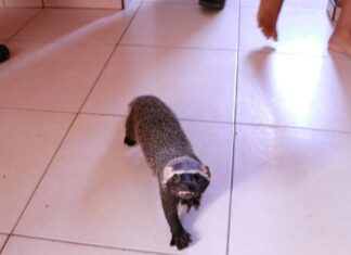 Ipaam resgata furão mantido em cativeiro e aves em Manaus