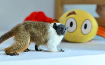 Sauim-de-coleira é resgatado em Manaus e reforça alerta sobre fauna ameaçada