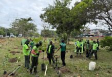Arborização avança e Manaus chega a 13,4 mil mudas plantadas em 2026