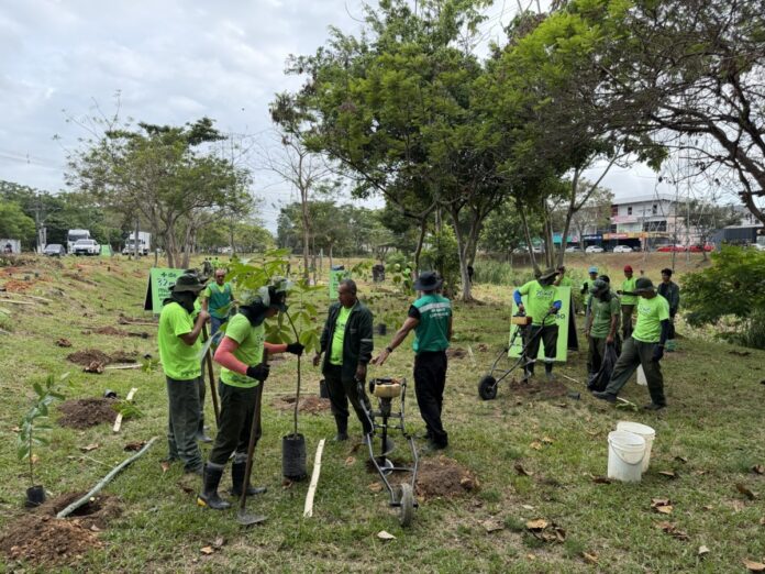 plantio de mudas_Semmas (2)