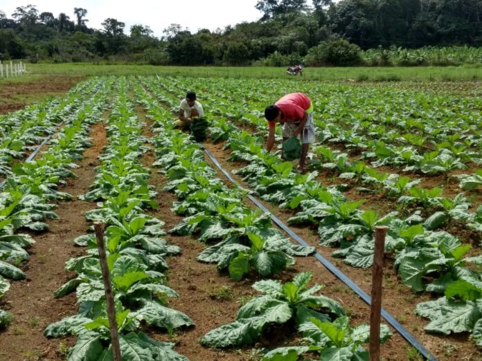Lavoura ABC+ Hortaliças plantaçao agronecio