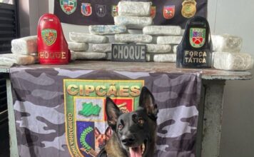 Cadela policial Athena ajuda forças de segurança a apreender R$ 1,1 milhão em drogas no Amazonas