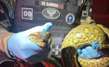 Patrulhamento Ambiental resgata sucuri em avenida da zona Centro-Oeste de Manaus