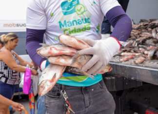 Programa distribui 70 mil peixes para 4,5 mil famílias da zona Leste de Manaus