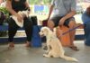 Manaus orienta tutores sobre vacinação antirrábica segura de cães e gatos